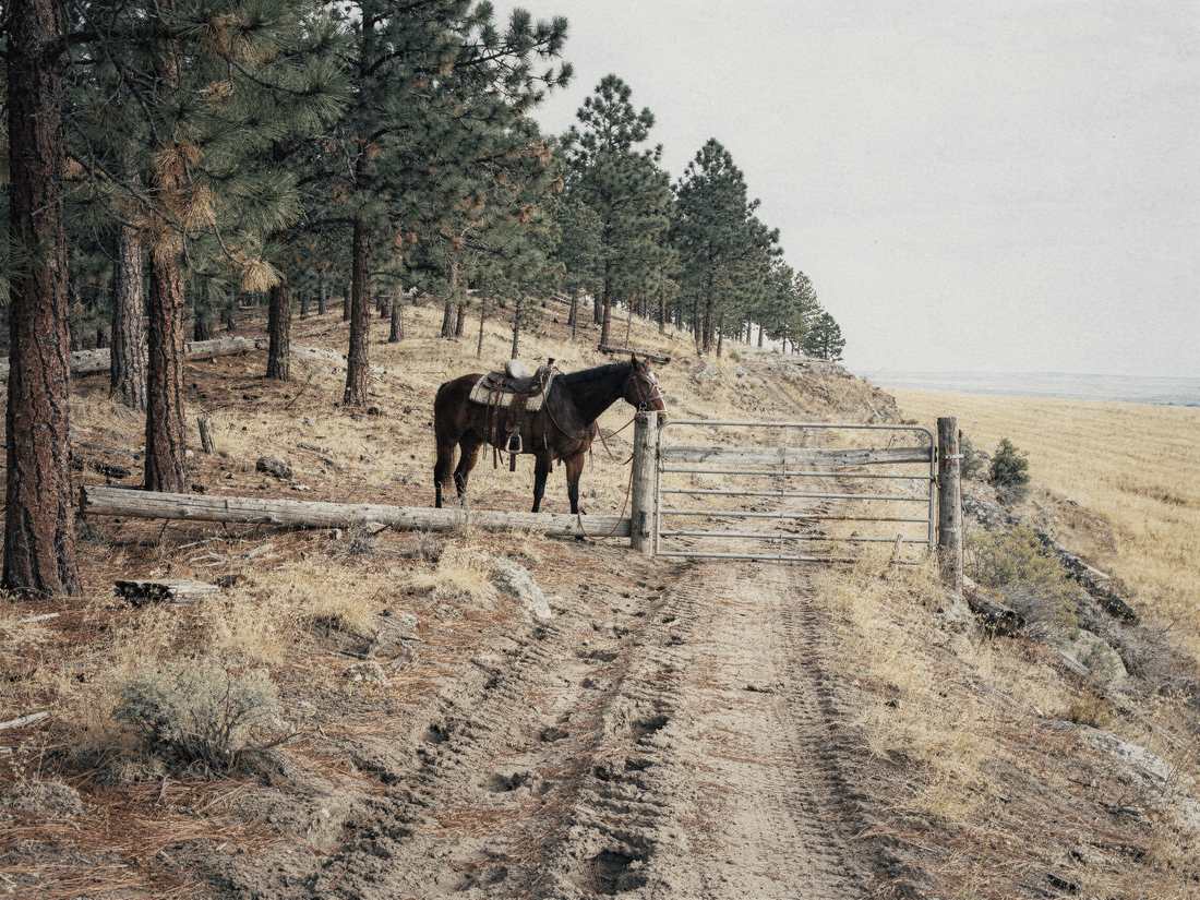 A saddled horse standing at an open gate where a timbered ridge breaks to wheat country, the two-track running through and down.