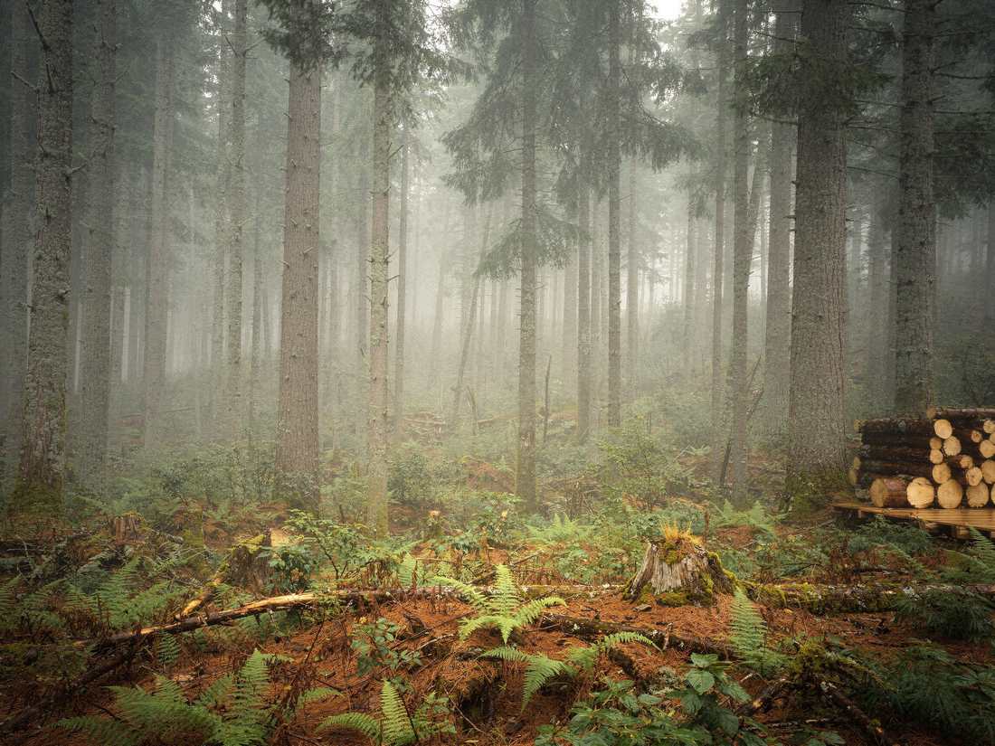 A thinned conifer stand in fog, ferns and slash across the floor, a deck of cut logs stacked on a landing at the right edge.